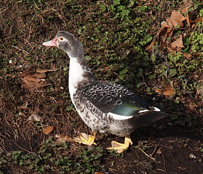 [A side view of one juvenile with her yellow webbed feet walking to the left along the grassy hillside. She has a mostly grey head with a bit of white around her eye, a white neck on the front and sides, and bits of white among the darker feathers on her back. At the tail end of her back side is a large section of teal feathers.]